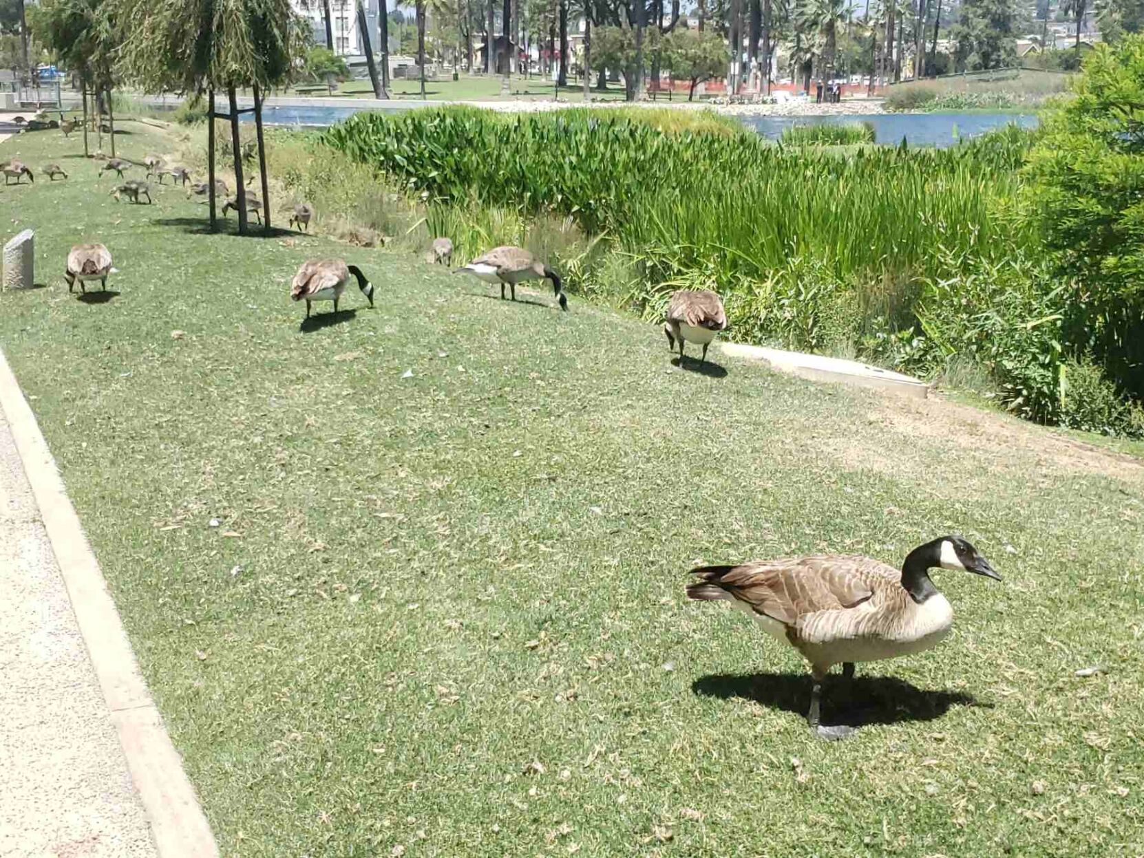 Echo Park Lake geese